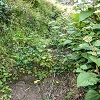 Plants: image 71 Of 208 Thumb